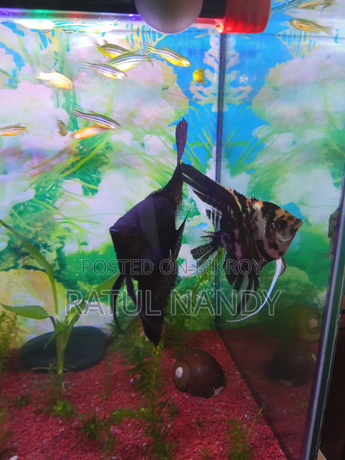 Angelfish