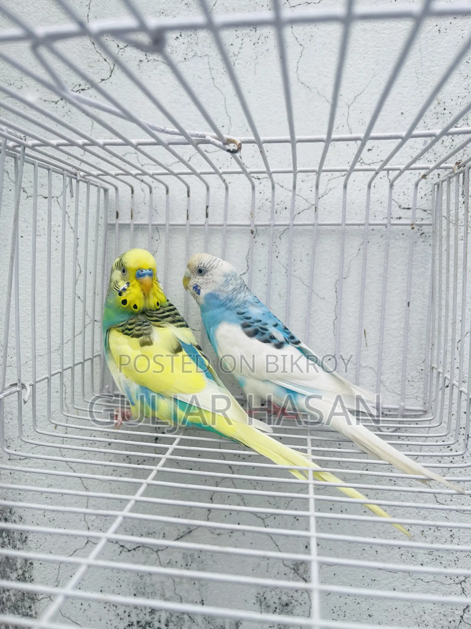 Running Pair