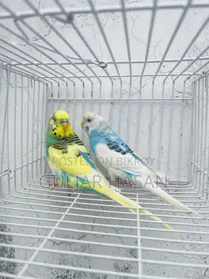 রানিং জোড়া