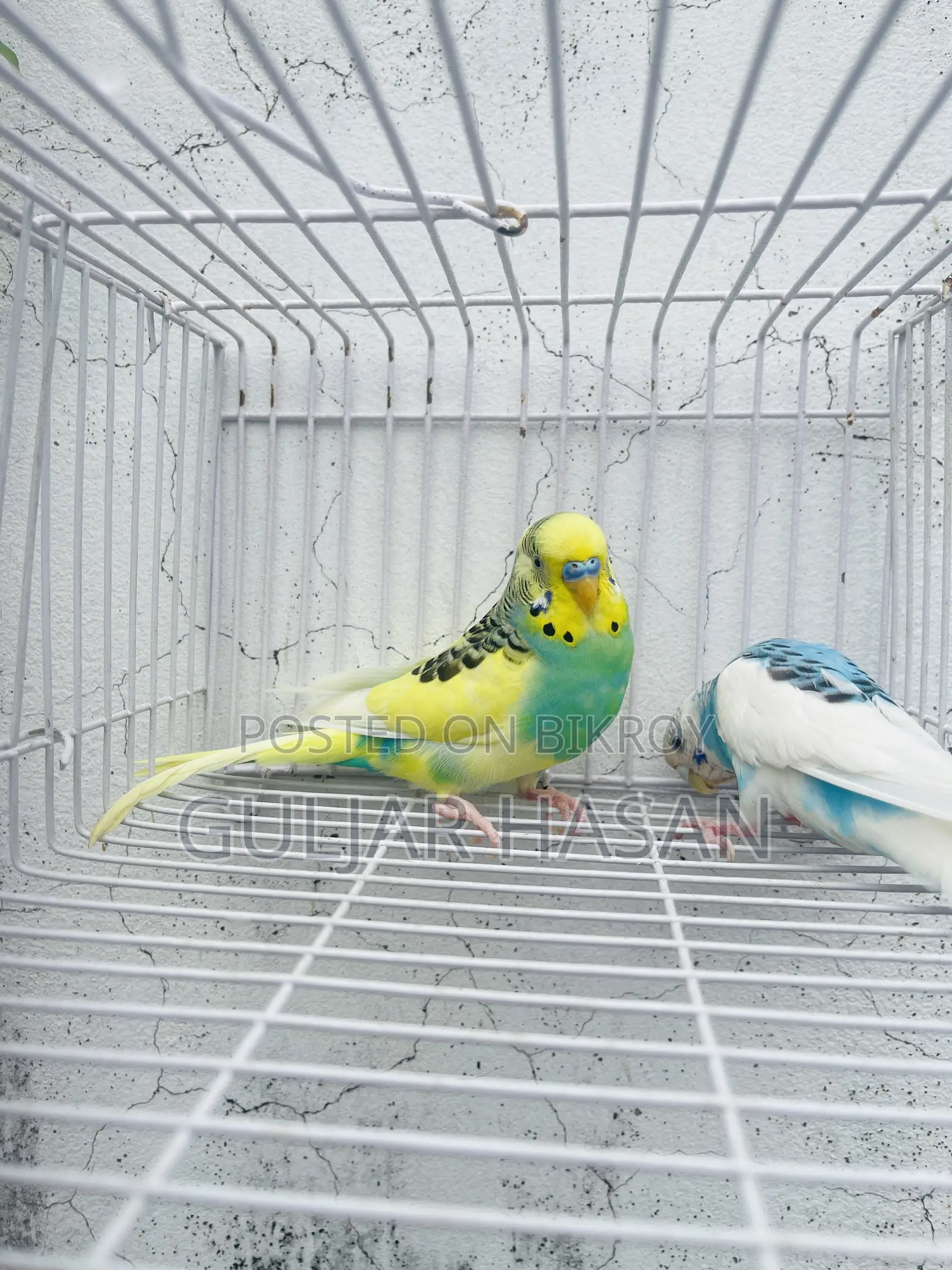 Running Pair