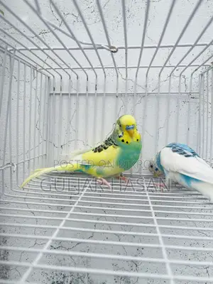 Running Pair