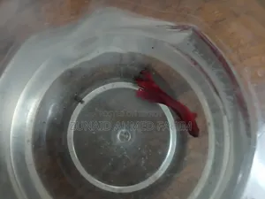 Betta Fish Sale 1 Pair
