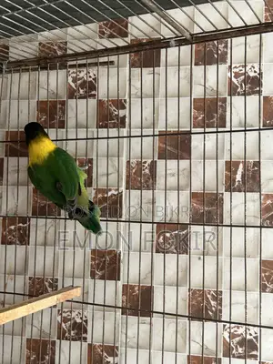 ফিমেল লাভ বার্ডস হলুদ রঙের