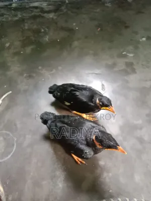 Moyna Birds
