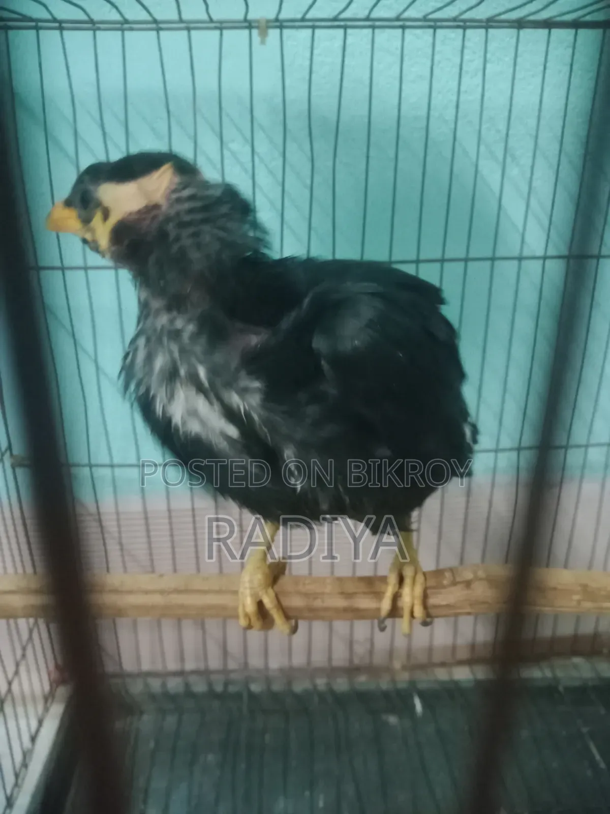 Moyna Birds