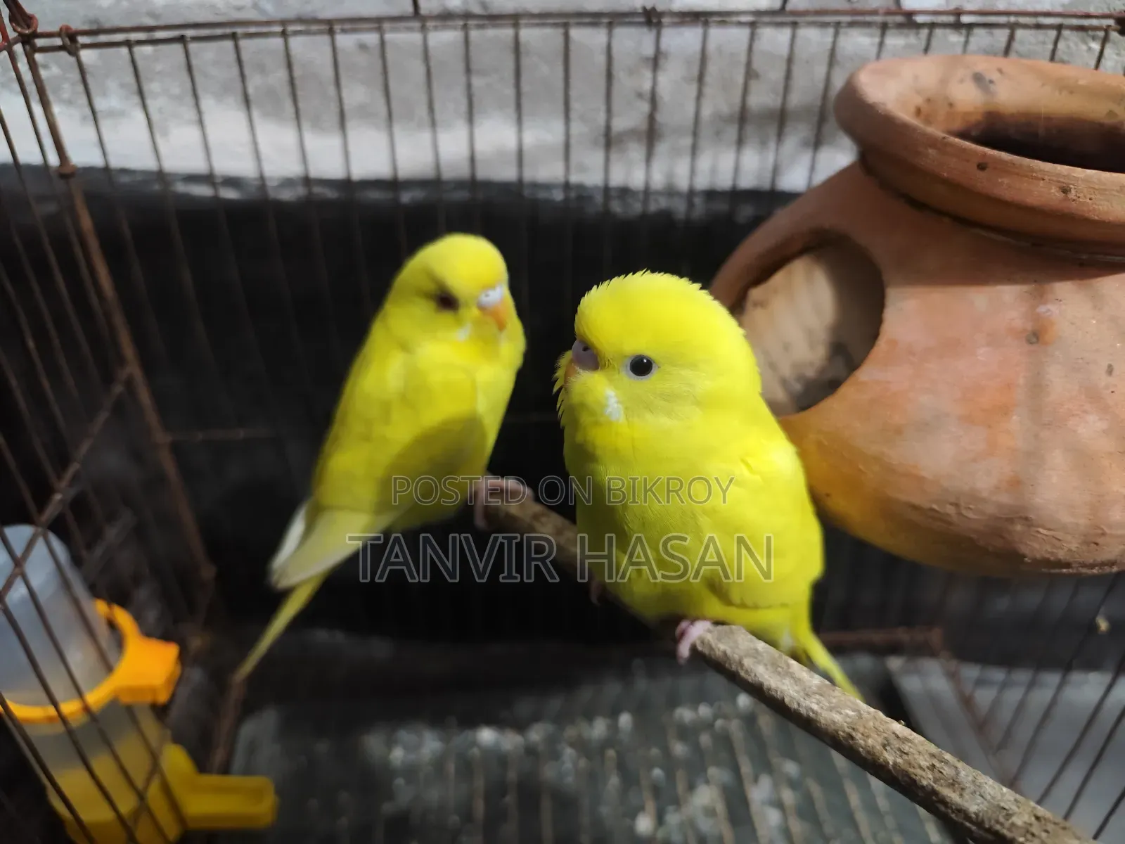 বাজিগর পাখি বিক্রি