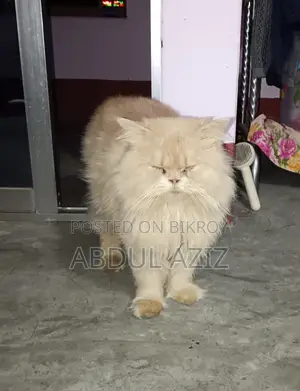 6-12 Months Male Purebred Persian Cat
