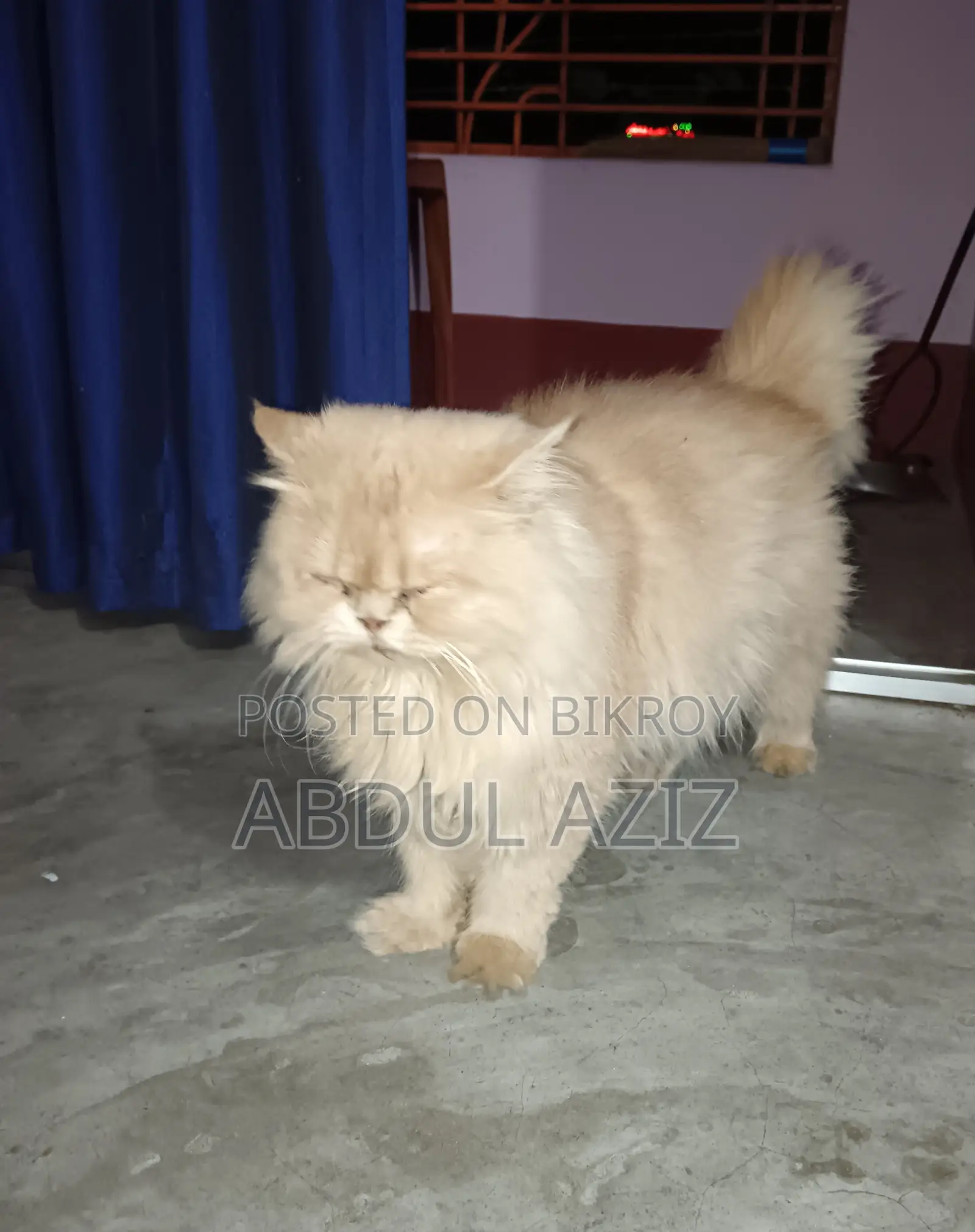 6-12 Months Male Purebred Persian Cat