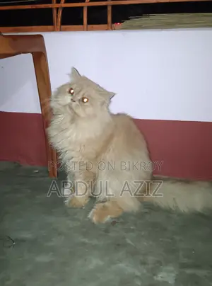 6-12 Months Male Purebred Persian Cat