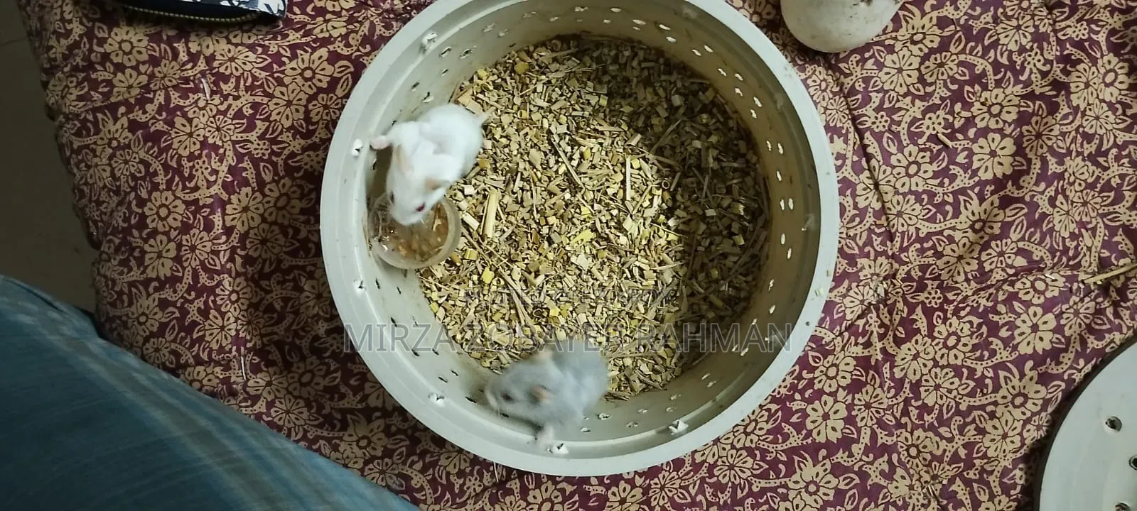 Russian Dwarf Hamster