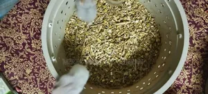 Russian Dwarf Hamster