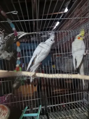 ককাটেল অ্যাডাল্ট জোড়া