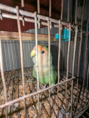 পোষা লাভ বার্ড
