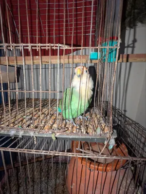 পোষা লাভ বার্ড