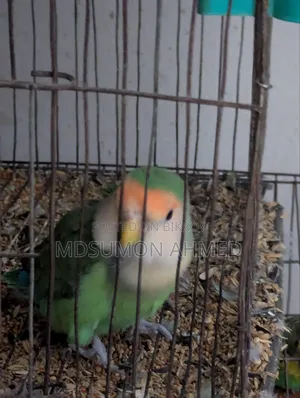 পোষা লাভ বার্ড