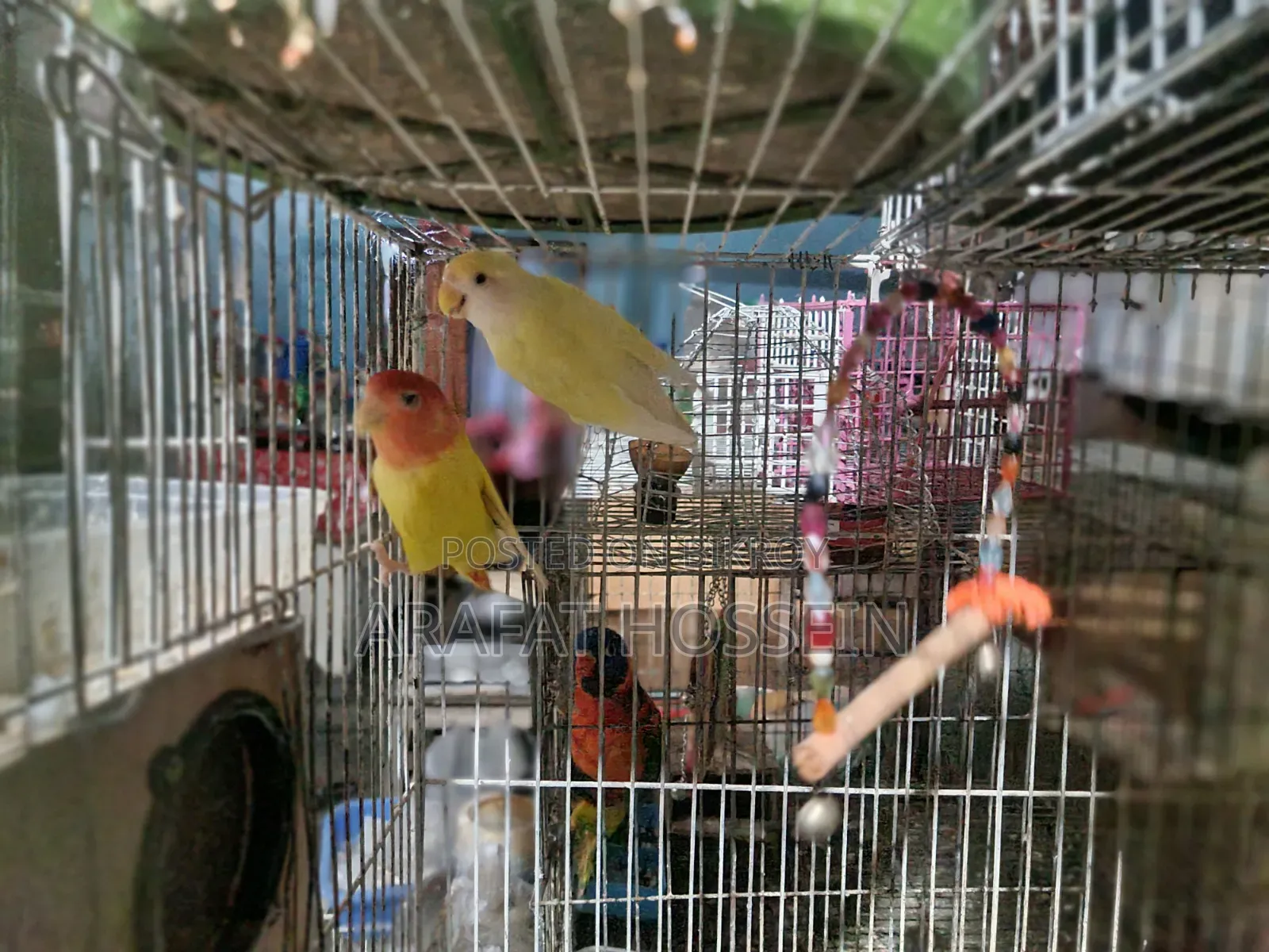 লাভ বার্ড জোরা