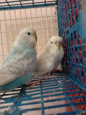 English and Exhibition Budgie Birds