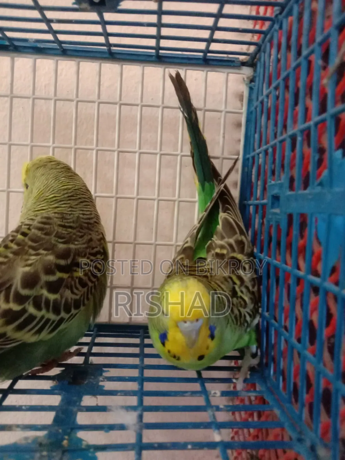 English and Exhibition Budgie Birds