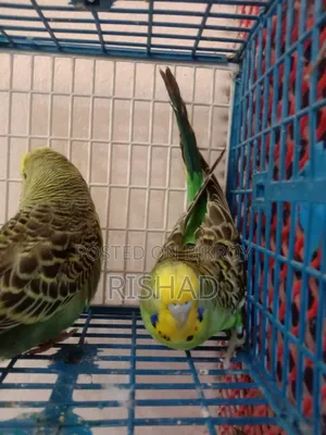 English and Exhibition Budgie Birds