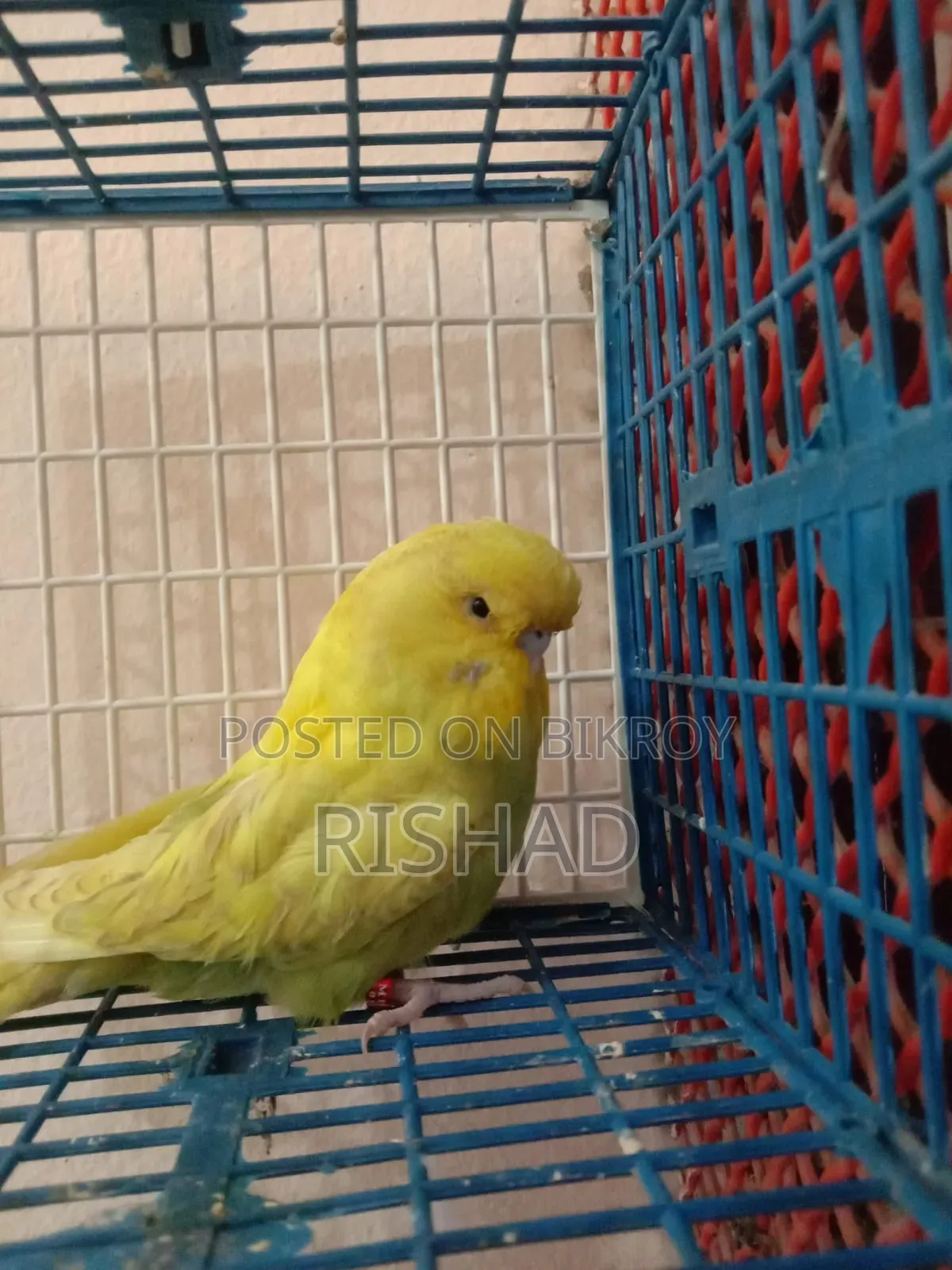 English and Exhibition Budgie Birds