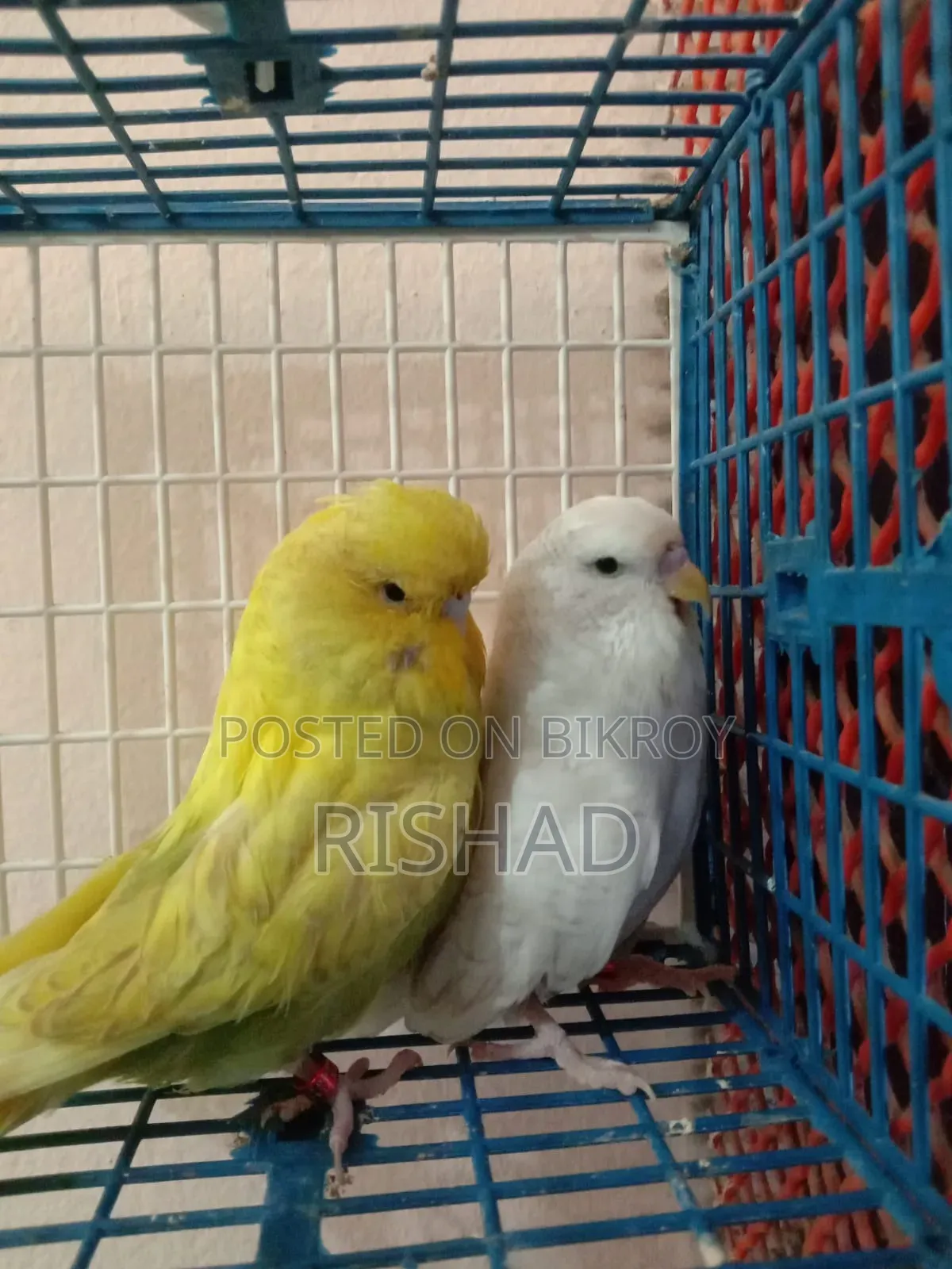 English and Exhibition Budgie Birds