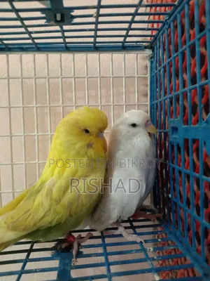 English and Exhibition Budgie Birds