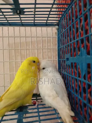 English and Exhibition Budgie Birds