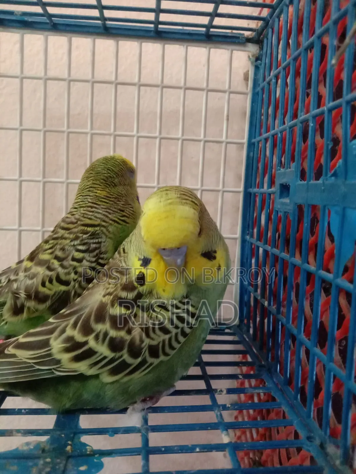 English and Exhibition Budgie Birds