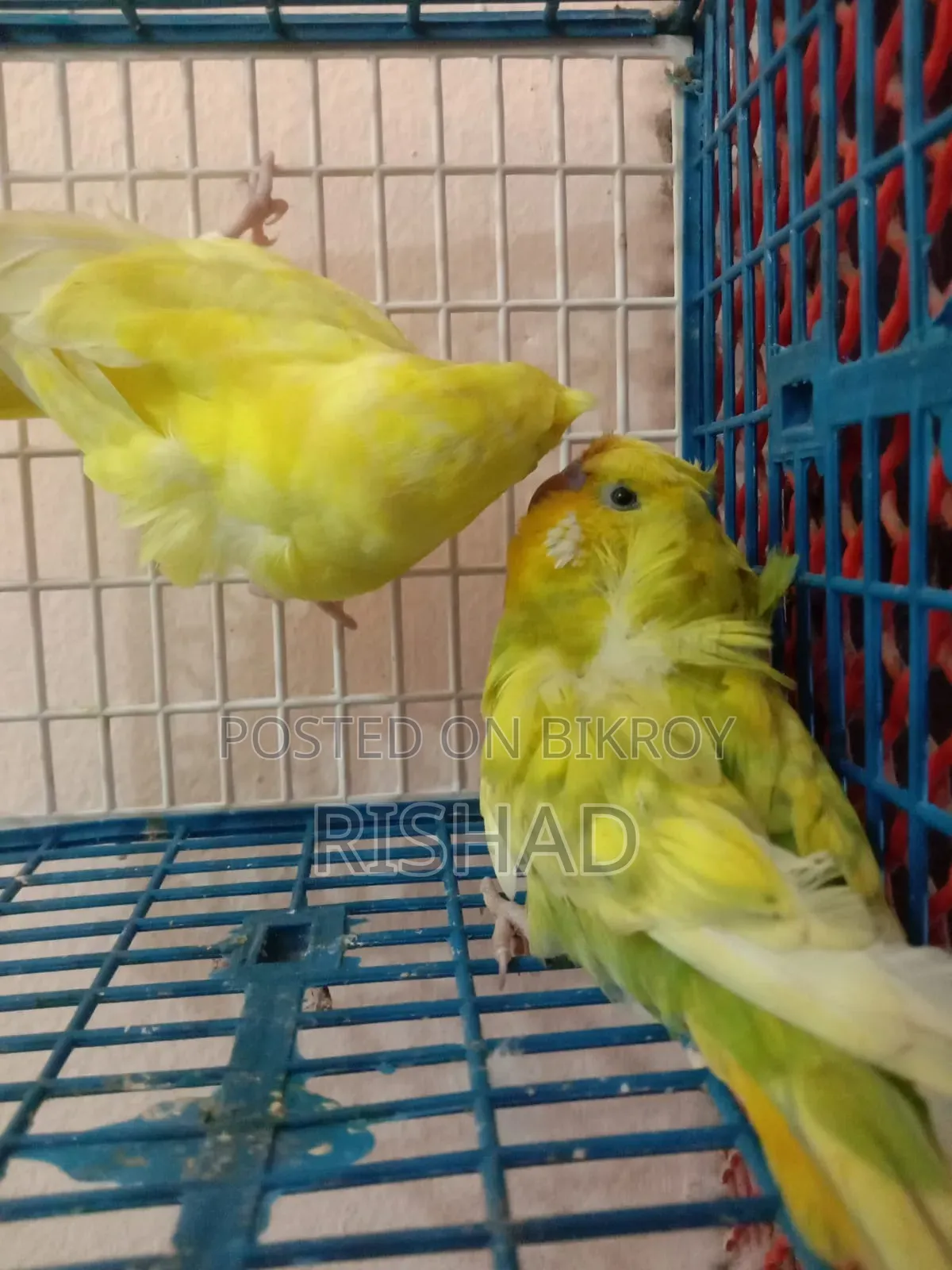 English and Exhibition Budgie Birds