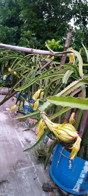 Selling Dragon Fruit Plants