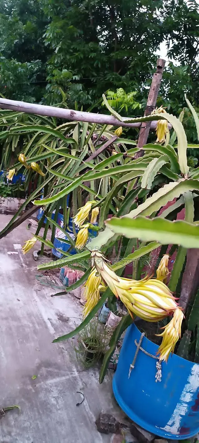 Selling Dragon Fruit Plants