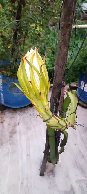 Selling Dragon Fruit Plants