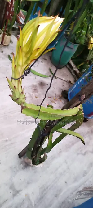 Selling Dragon Fruit Plants