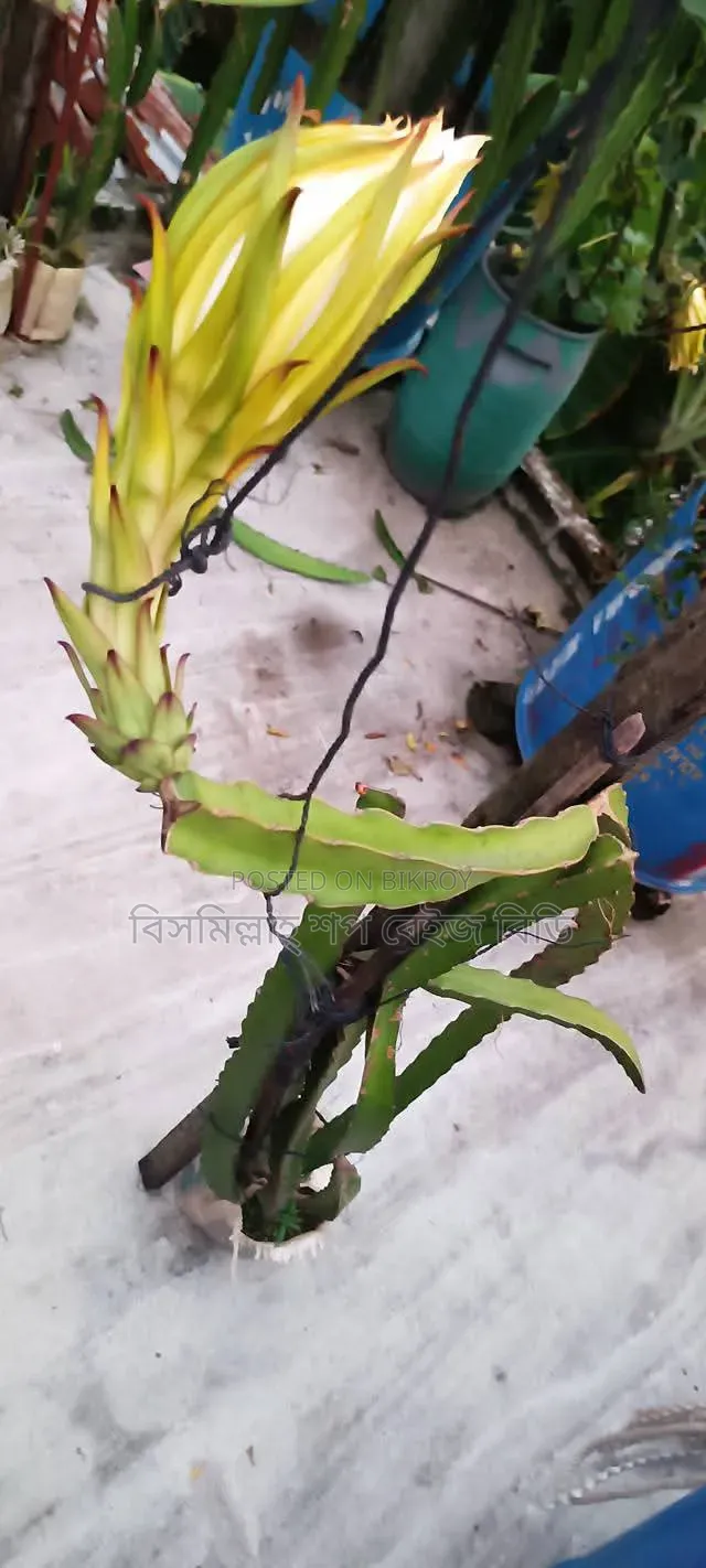 Selling Dragon Fruit Plants