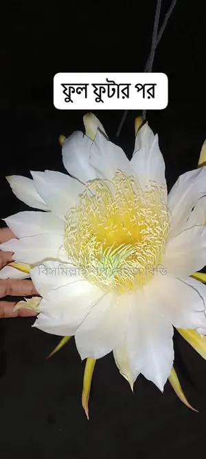 Selling Dragon Fruit Plants