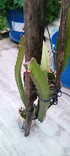Selling Dragon Fruit Plants