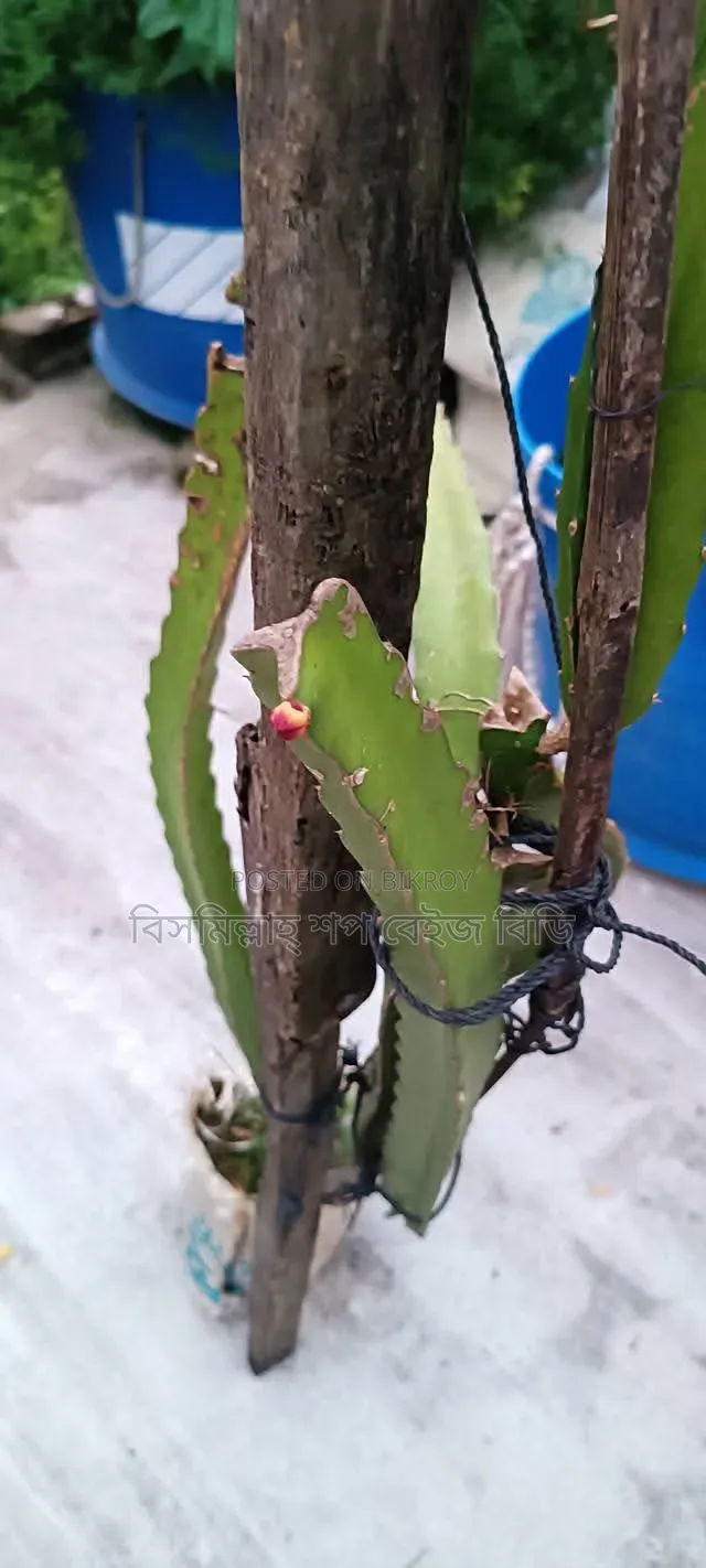 Selling Dragon Fruit Plants