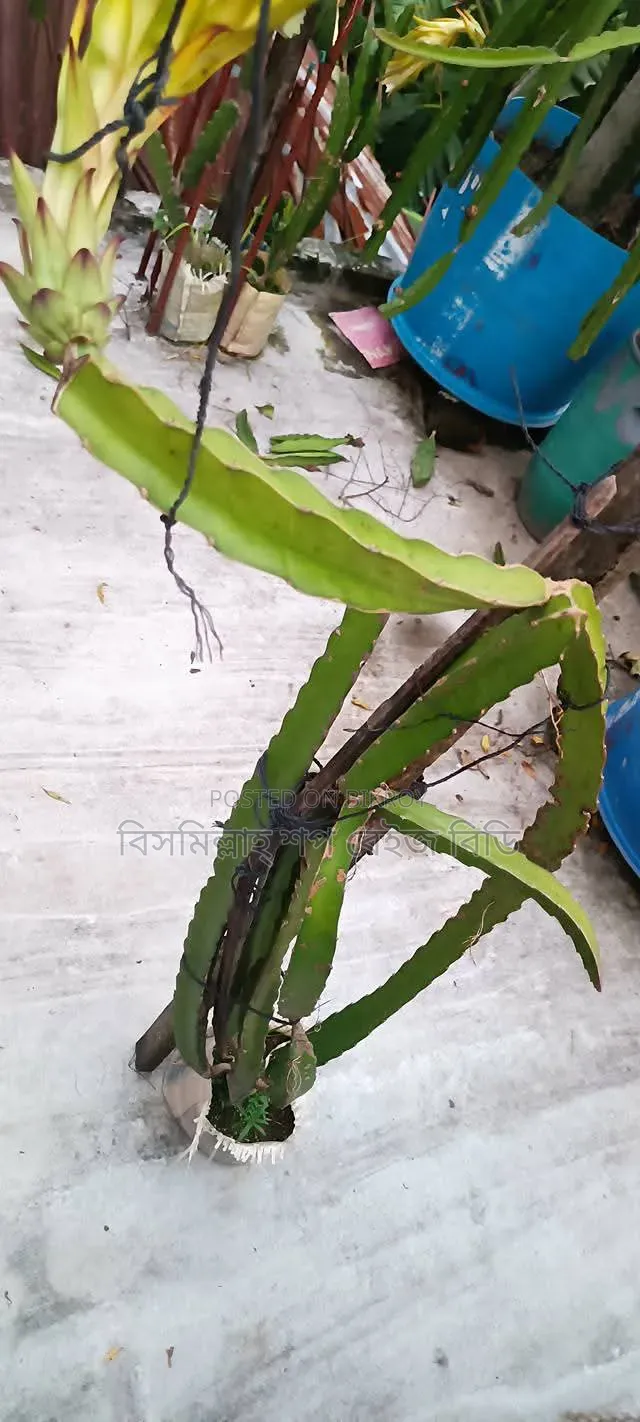 Selling Dragon Fruit Plants