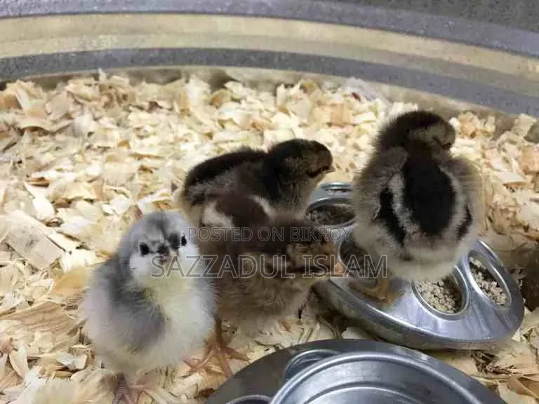 Need Chicken Chicks