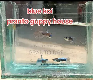 Blue Koi Guppy Fish High Quality