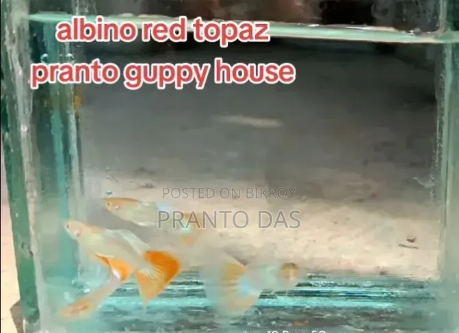 Albino Red Topaz Guppy Fish