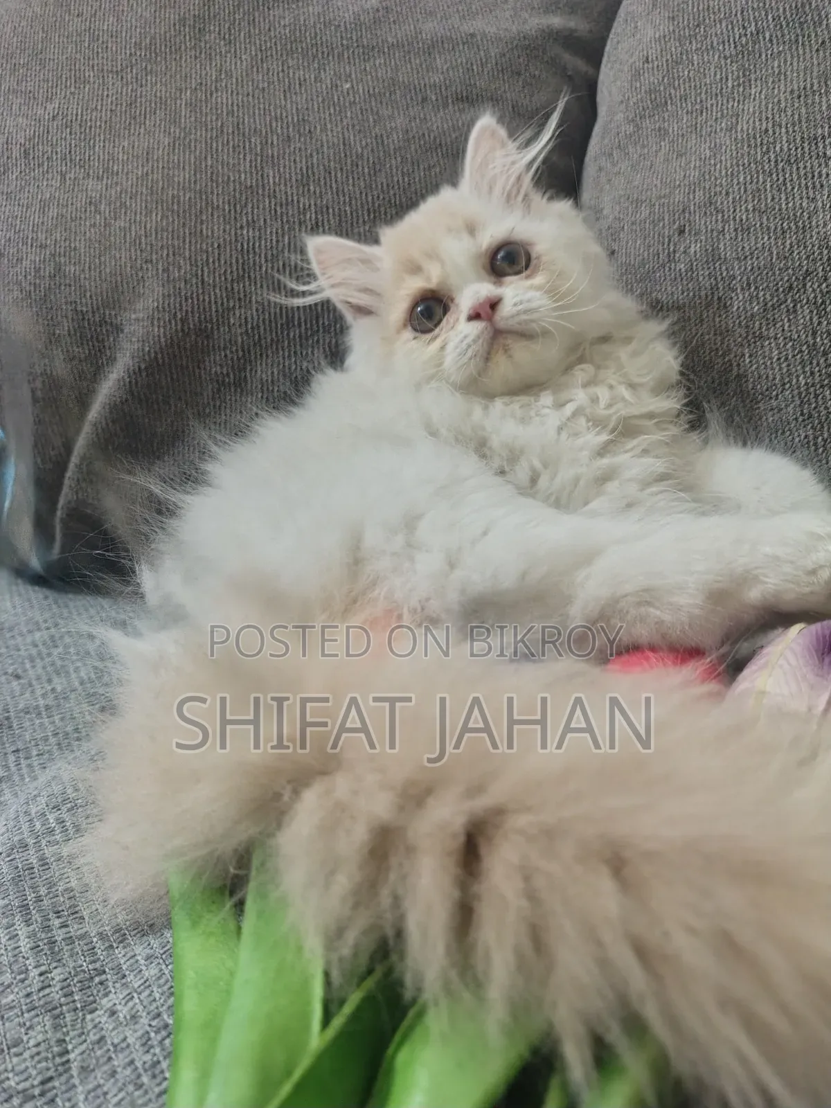 1-3 Months Male Purebred Persian