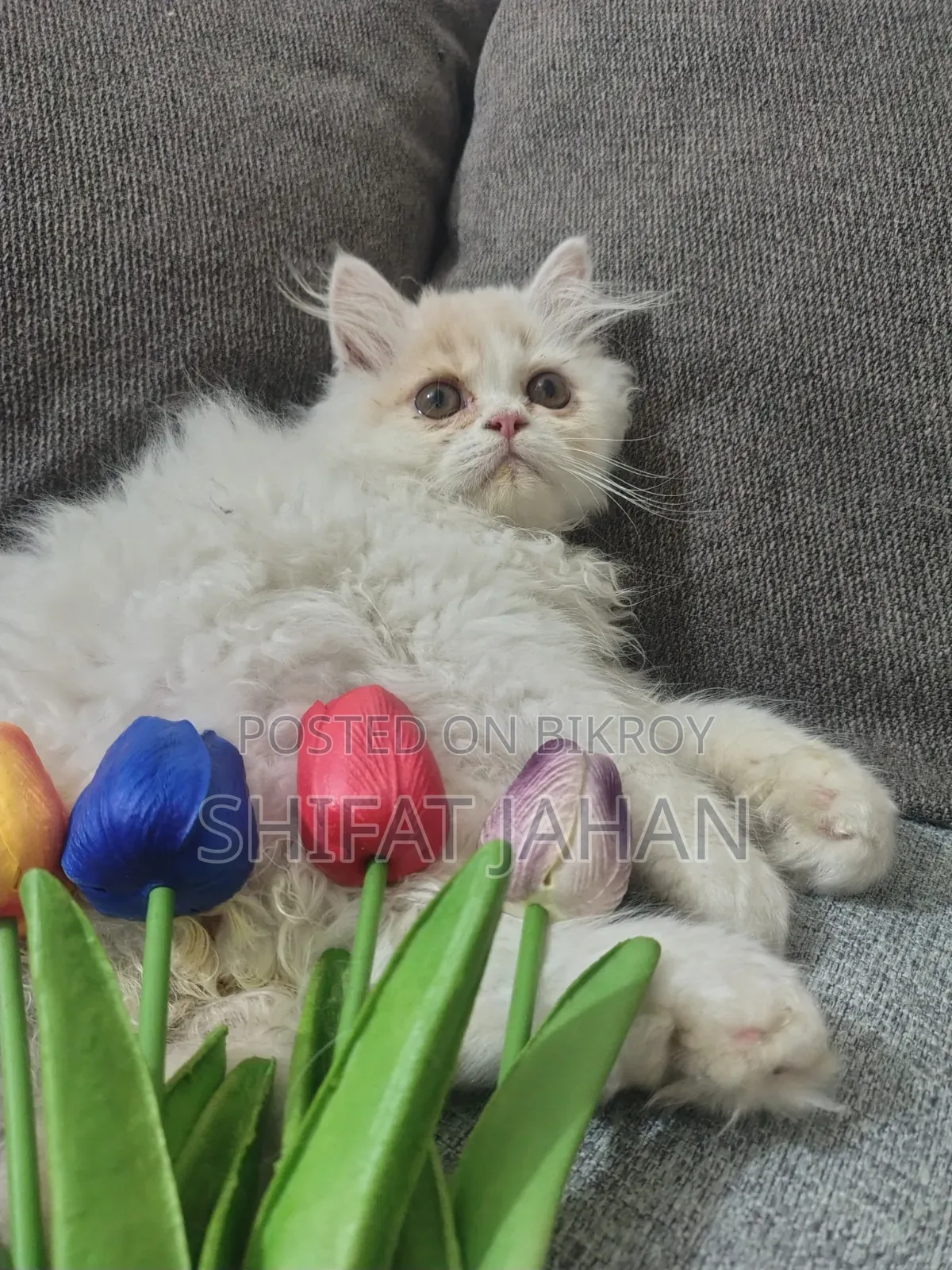 1-3 Months Male Purebred Persian