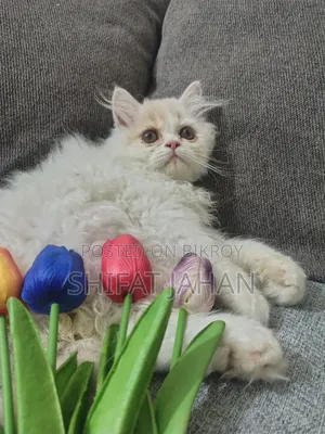 1-3 Months Male Purebred Persian