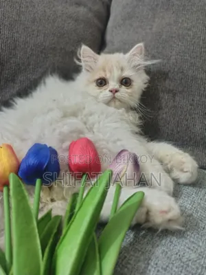 1-3 Months Male Purebred Persian