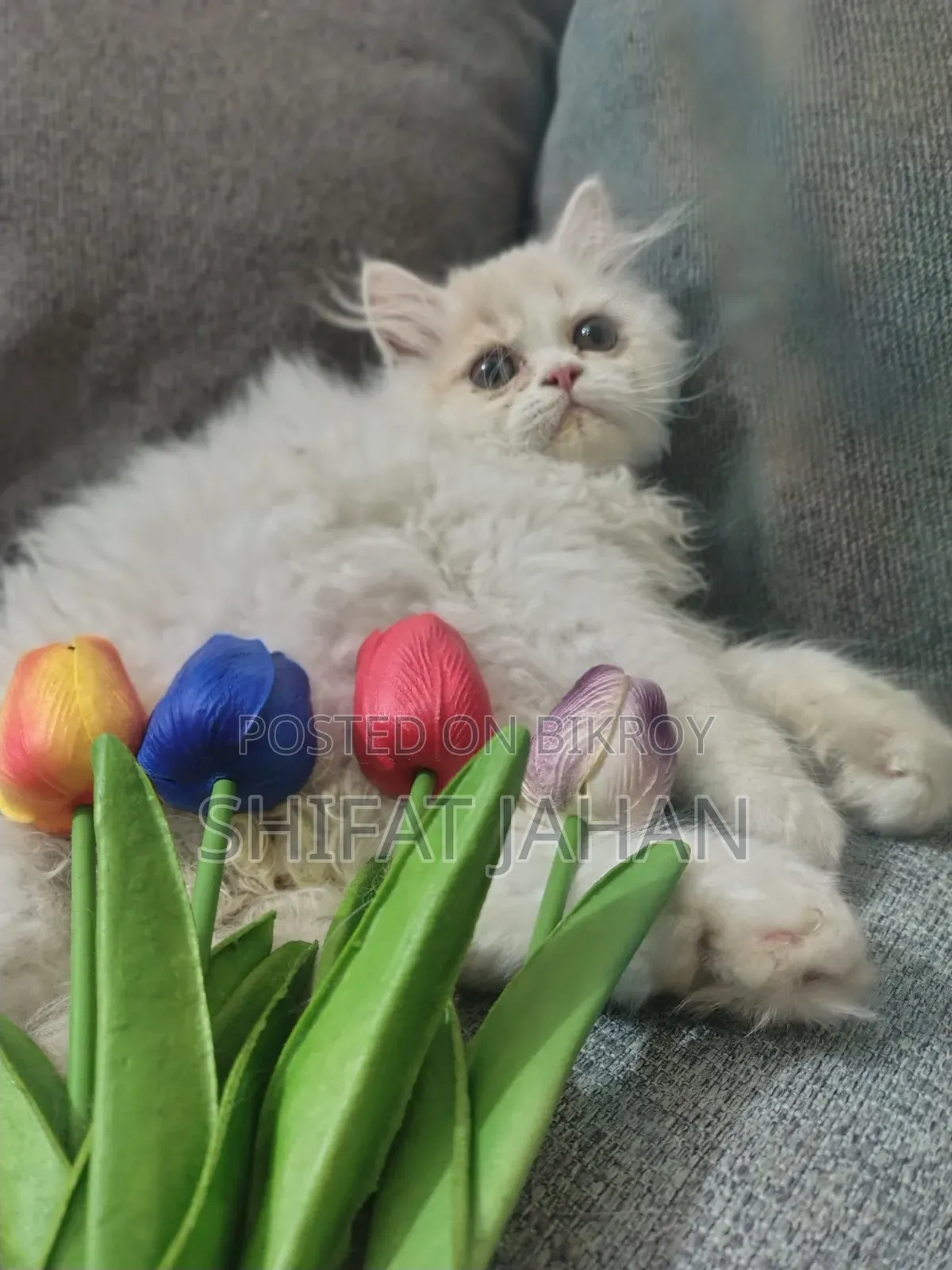 1-3 Months Male Purebred Persian