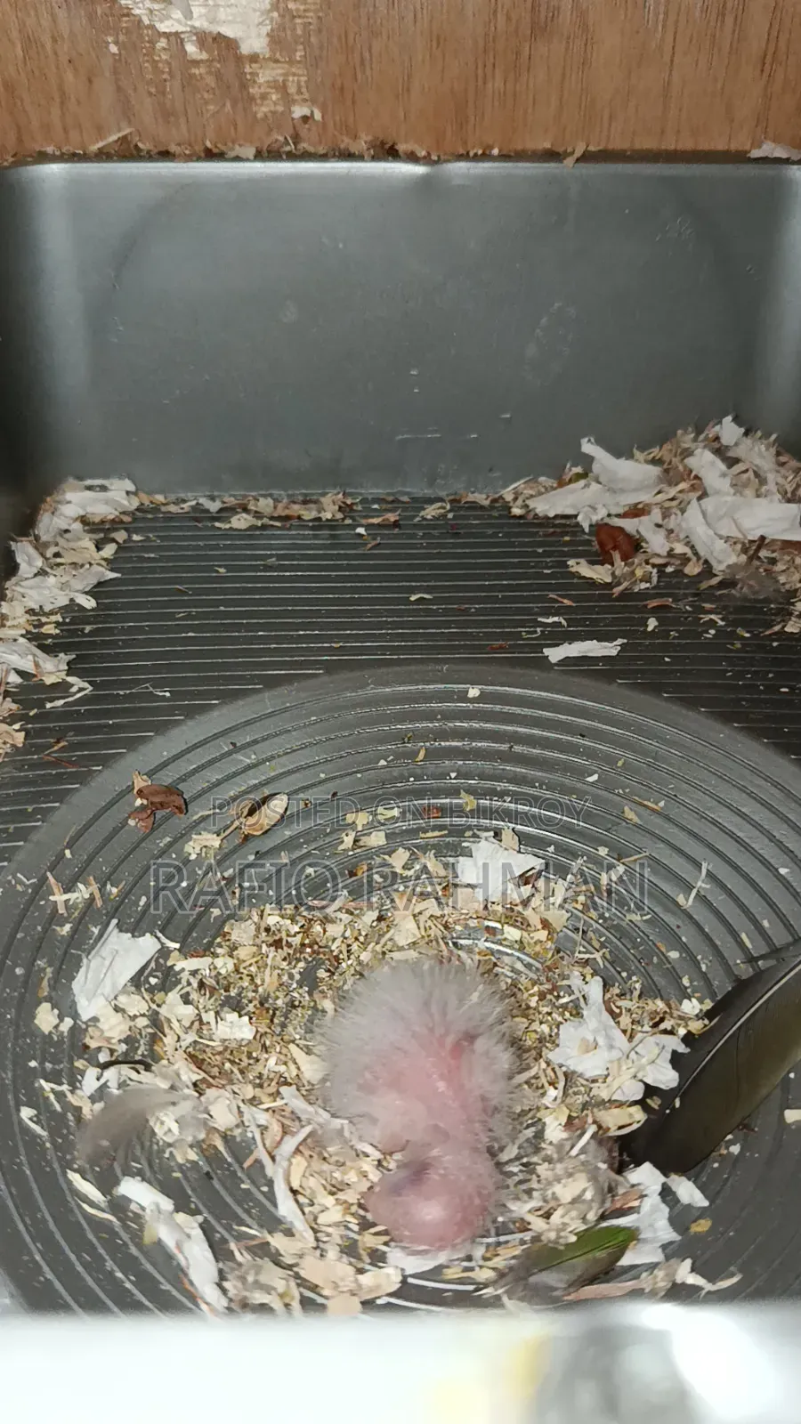 Tame Size Green Cheek Conure