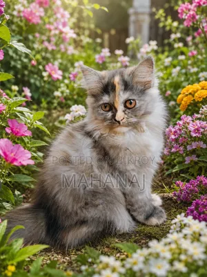 1-3 Months Female Purebred Persian
