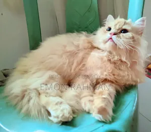3-6 Months Male Purebred Persian