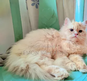 3-6 Months Male Purebred Persian